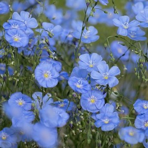 Jungpflanze Blauer Lein, Stauden-Lein Linum perenne – Heimische Wildpflanze | Gärtnerei Hüskes