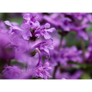 Heil-Ziest (Betonica officinalis) – Wildstaude (Produktfoto)