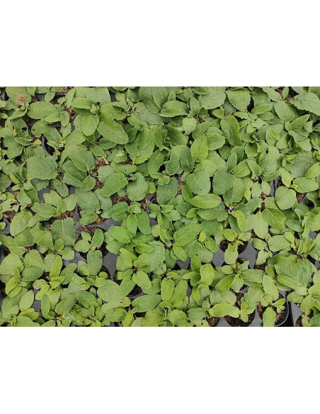 Jungpflanze Blutweiderich (Lythrum salicaria): Pflanzenporträt & Nutzen – Heimische Wildpflanze | Gärtnerei Hüskes