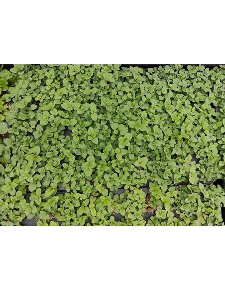 Jungpflanze Blutweiderich (Lythrum salicaria): Pflanzenporträt & Nutzen – Heimische Wildpflanze | Gärtnerei Hüskes
