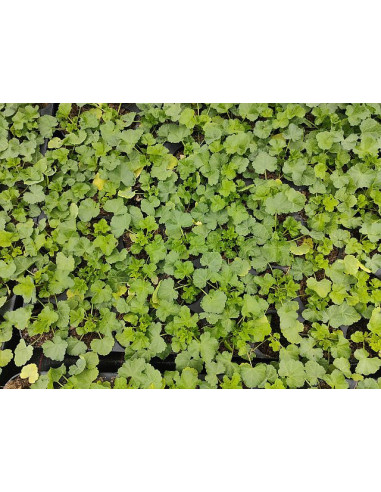 Jungpflanze Blutweiderich (Lythrum salicaria): Pflanzenporträt & Nutzen – Heimische Wildpflanze | Gärtnerei Hüskes