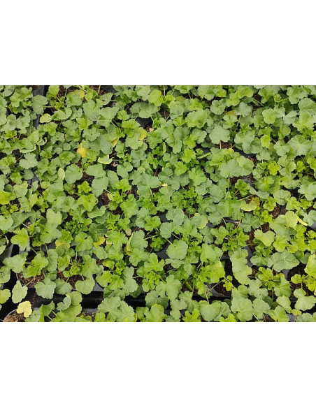 Jungpflanze Blutweiderich (Lythrum salicaria): Pflanzenporträt & Nutzen – Heimische Wildpflanze | Gärtnerei Hüskes