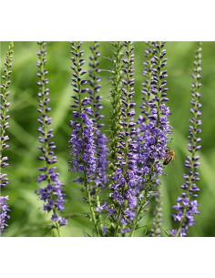 Ähriger Ehrenpreis, Veronica spicata, Produktfoto