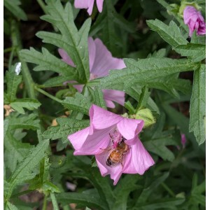 Rosen-Malve, Malva alcea Produktfoto 2