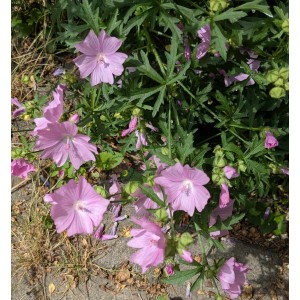 Rosen-Malve, Malva alcea Produktfoto