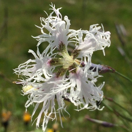Sand-Nelke Dianthus arenarius Produktfoto