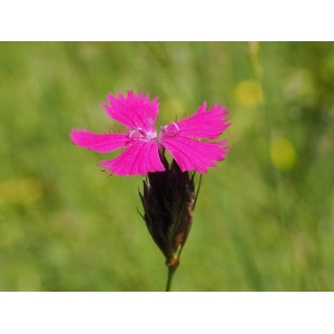 Karthäuser-Nelke (Dianthus carthusianorum) – Wildstaude (Produktfoto)