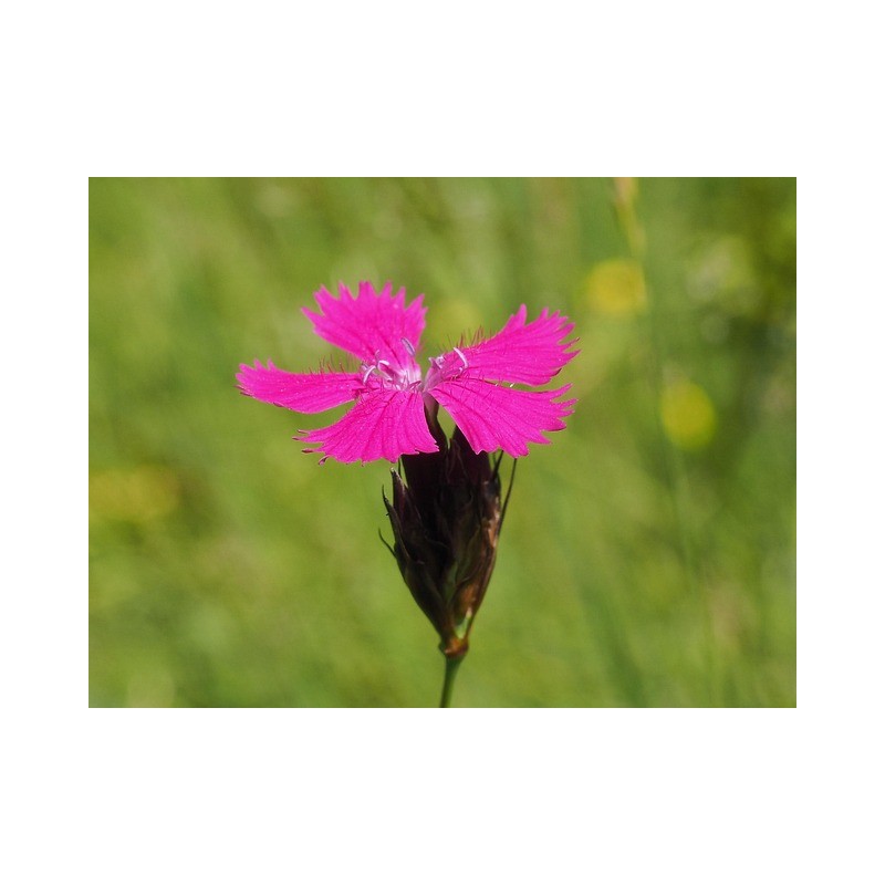Karthäuser-Nelke (Dianthus carthusianorum) – Wildstaude (Produktfoto)