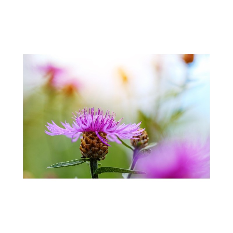 Skabiosen-Flockenblume