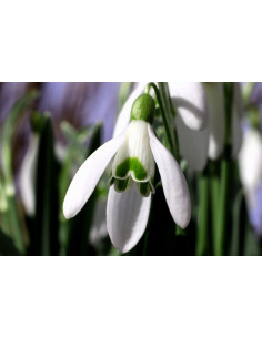 Galanthus elwesii Produktbild