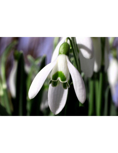 Galanthus elwesii Produktbild