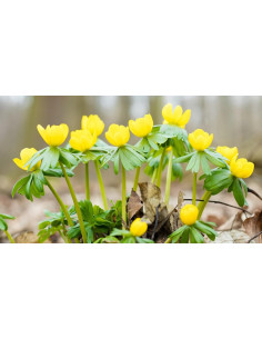 Winterling, Eranthis hyemalis Produktfoto