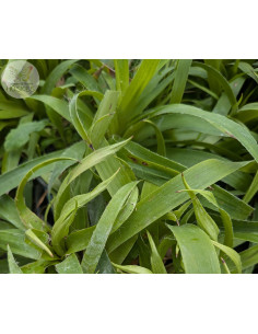 Wald-Hainsimse, Wald-Marbel, Luzula sylvatica Produktbild