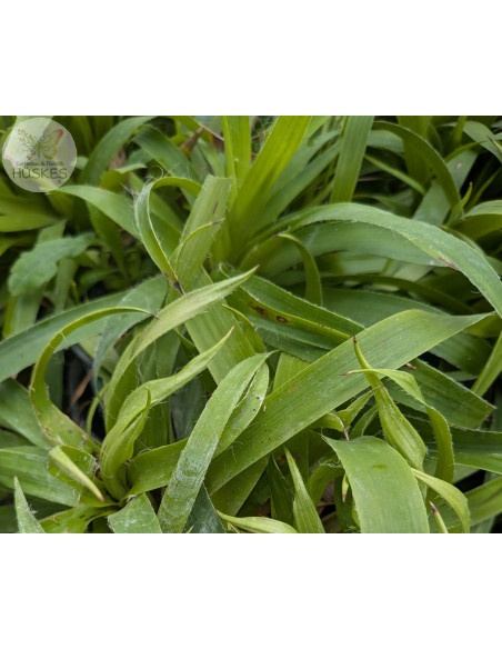 Wald-Hainsimse, Wald-Marbel, Luzula sylvatica Produktbild