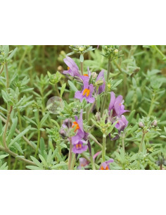 Alpen-Leinkraut, Linaria alpina