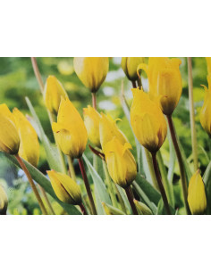 Tulipa sylvestris  Produktfoto