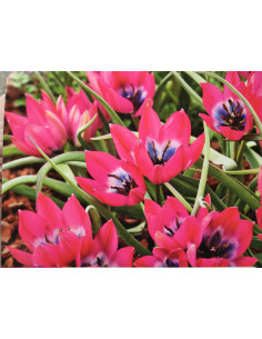 Zwerg-Tulpe 'Little Beauty' T ulipa humilis