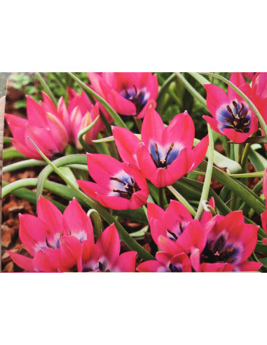 Zwerg-Tulpe 'Little Beauty' T ulipa humilis