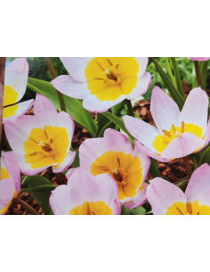 Felsen-Tulpe 'Lilac Wonder' Tulipa bakeri  Produktfoto
