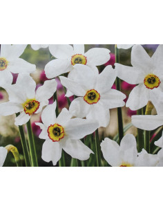 Pfauenaugen-Narzisse, Narcissus poeticus recurvus Produktfoto