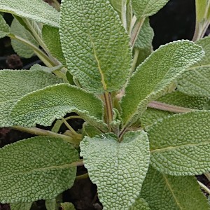 Salbei ( Salvia officinalis)