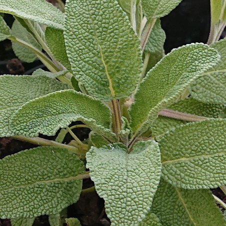 Salvia officinalis
