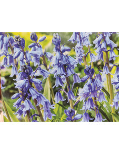 Atlantisches Hasenglöckchen, Hyacinthoides non-scripta Produktfoto