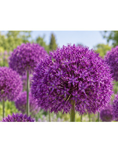 Purpurkugellauch 'Purple Sensation' Allium aflatunense Produktbild 2