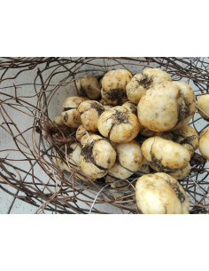 Schachbrettblume, Fritillaria meleagris Produktfoto 2