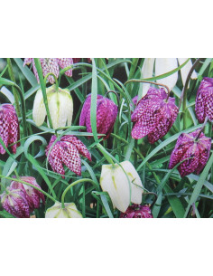 Schachbrettblume, Fritillaria meleagris Produktfoto