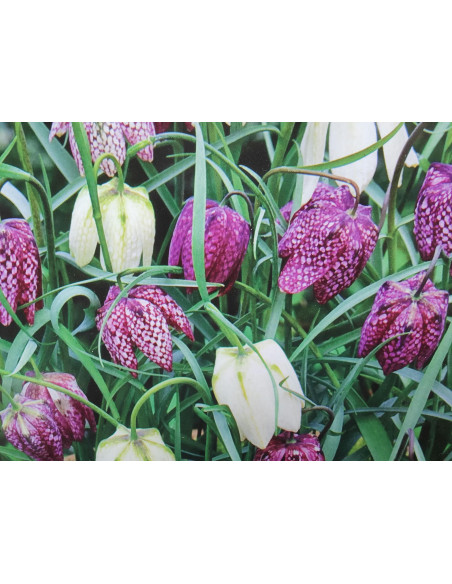  Schachbrettblume