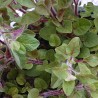Oregano - Oregano vulgare – Heimische Wildpflanze | Gärtnerei Hüskes