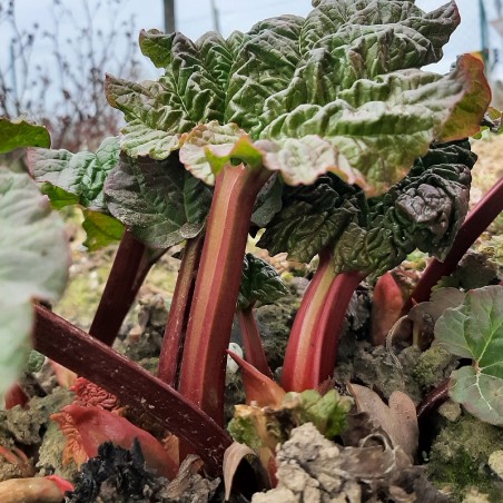Rhababer Rheum rhabarbarum 'Canada Red'