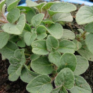 Oregano vulgare