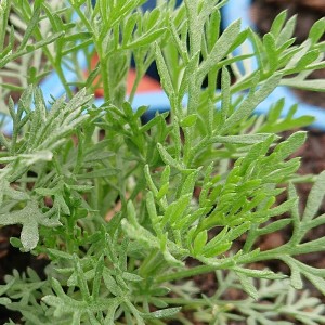 Eberraute, Colakraut Artemisia abrotanum