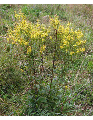 Gewöhnliche Goldrute, Solidago virgaurea Saatgut | Gärtnerei Hüskes