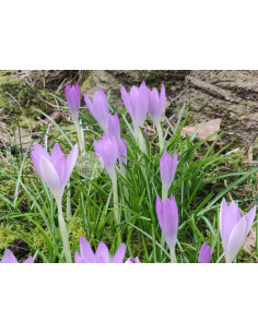 Frühlings-Krokus, Crocus vernus Produktbild 2