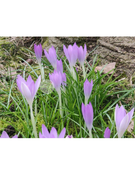Blumenzwiebel Frühlings-Krokus, Crocus vernus: Purpurner Insektenmagnet – Heimische Wildpflanze | Gärtnerei Hüskes