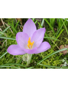 Frühlings-Krokus, Crocus vernus Produktbild