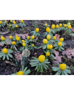 Winterling, Eranthis hyemalis Produktbild 2