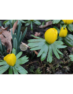 Winterling, Eranthis hyemalis Produktbild