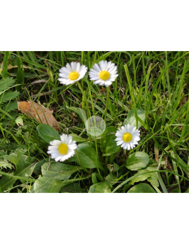Gänseblümchen, Bellis perennis – Heimische Wildpflanze | Gärtnerei Hüskes