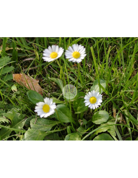 Gänseblümchen, Bellis perennis – Heimische Wildpflanze | Gärtnerei Hüskes