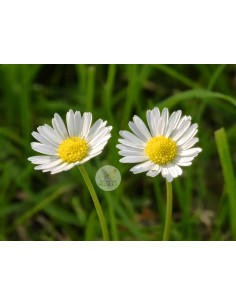 Gänseblümchen, Bellis perennis heimische Wildstaude (Produktfoto)