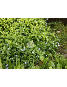 Sumpf-Vergissmeinnicht-(Myosotis-scorpioides): Pflanzenporträt & Nutzen – Heimische Wildpflanze | Gärtnerei Hüskes 2