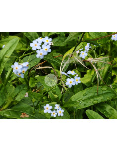 Sumpf-Vergissmeinnicht-(Myosotis-scorpioides): Pflanzenporträt & Nutzen – Heimische Wildpflanze | Gärtnerei Hüskes