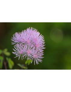 Akeleiblättrige Wiesenraute, Thalictrum aquilegifolium - heimische Wildstaude ( Produktfoto)