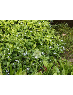 Sumpf-Vergissmeinnicht, Myosotis scorpioides Produktbild 2