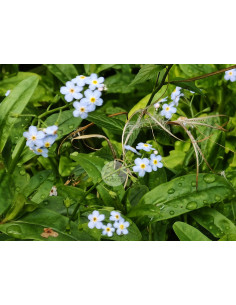 Sumpf-Vergissmeinnicht, Myosotis scorpioides Produktbild