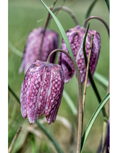 Schachbrettblume violett, Fritillaria meleagris Produktbild
